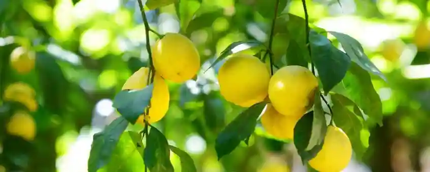 Top 10 Health Benefits & Uses of Lemon Essential Oils