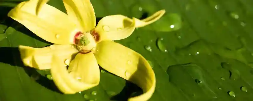 Top Benefits of Natural Ylang Ylang Essential Oil