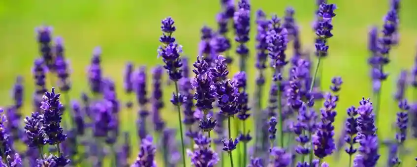 Top 15 Benefits & Uses of Lavender Essential Oil