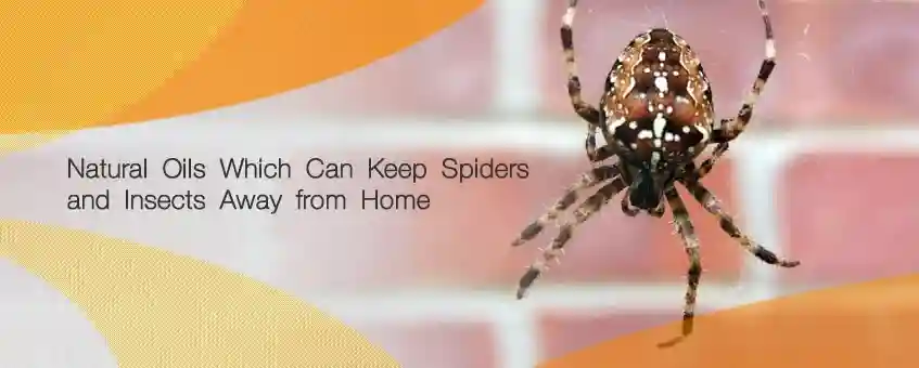 10 Natural Oils Which Can Keep Spiders and Insects Away from Home