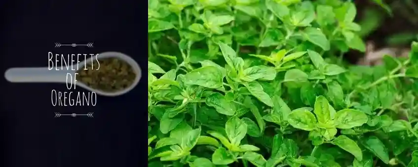Oregano Oil and Its Surprising Health Benefits