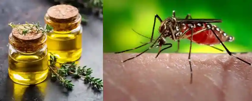 Natural Mosquito Repellent Using Essential Oils