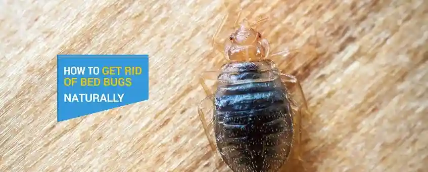 Essential Oils to Get Rid of Bed Bugs Naturally