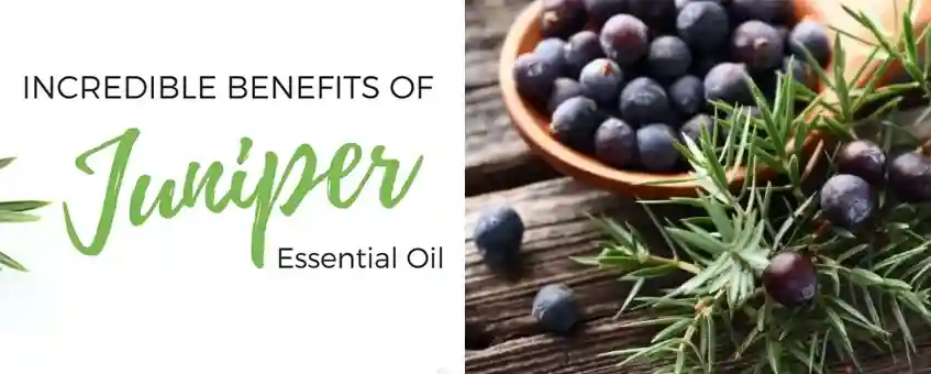 Use Juniper Berry Essential Oil for Weight Loss & Many Other Benefits