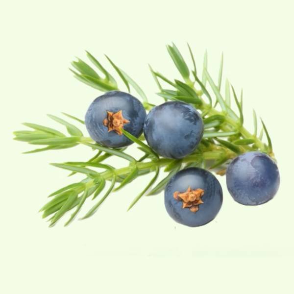 Wildcrafted Essential Oils