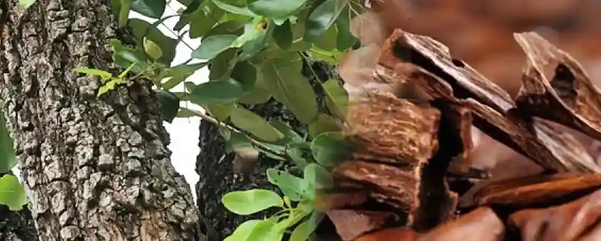 Miraculous Benefits of Sandalwood Oil for Skin Whitening, Lightening with Clear Skin